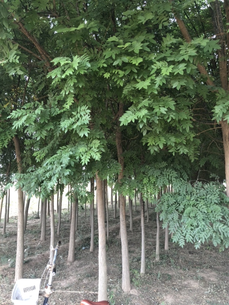 70亩地国槐，因地征用有需要到直接联系，自己种植的，