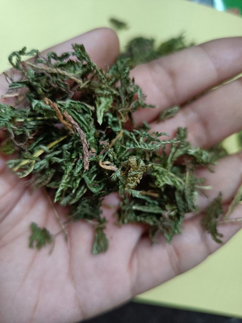 包邮石上柏一公斤起卖量大从优