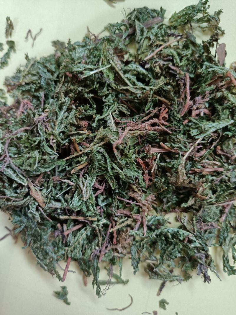 包邮石上柏一公斤起卖量大从优