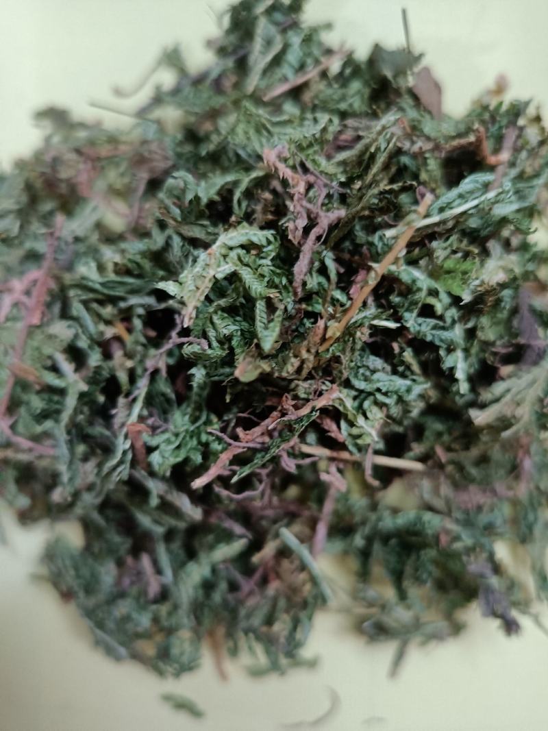 包邮石上柏一公斤起卖量大从优