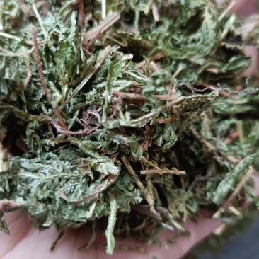 包邮石上柏一公斤起卖量大从优