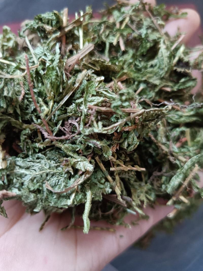 包邮石上柏一公斤起卖量大从优