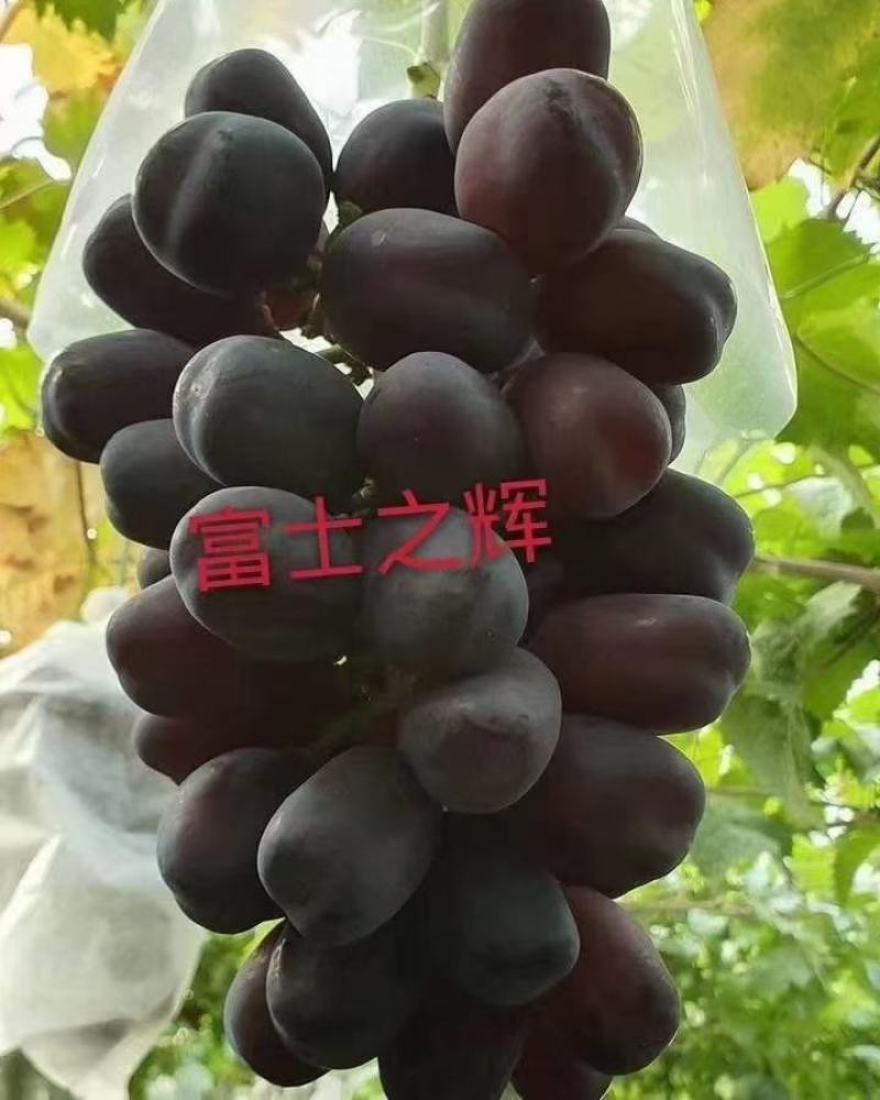 富士之辉葡萄苗(黑阳光玫瑰）粒大香甜保纯保活，基地直发