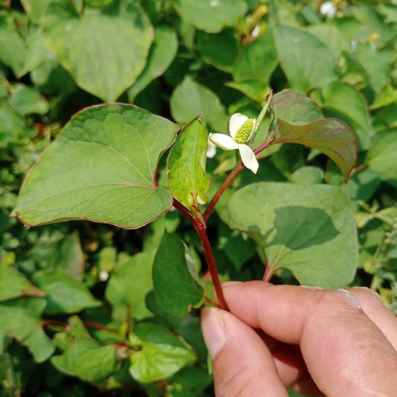 鱼腥草，贵州本地鱼腥草色青全草干货供应，5斤起发货