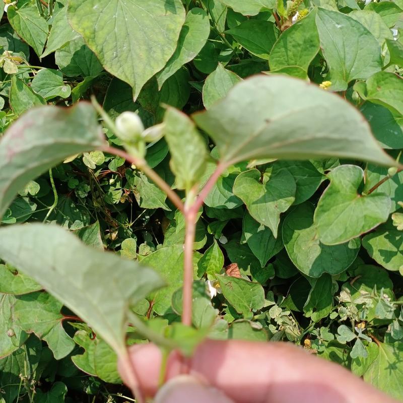 鱼腥草，贵州本地鱼腥草色青全草干货供应，5斤起发货