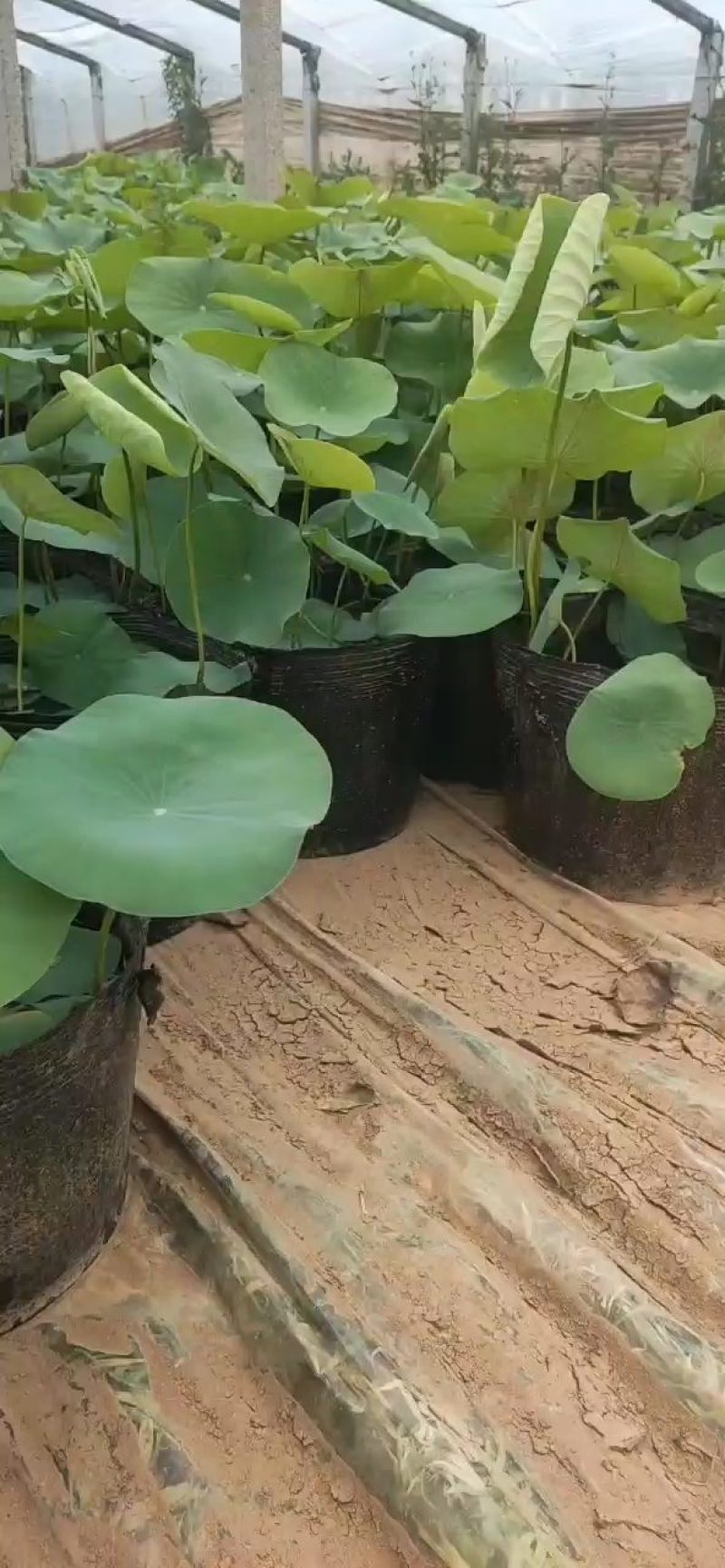 出淤泥而不染，濯清涟而不妖白洋淀盆栽荷花，量大可优惠