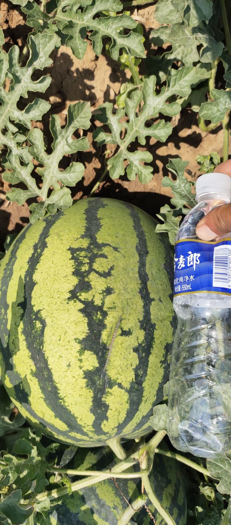 甜王大西瓜