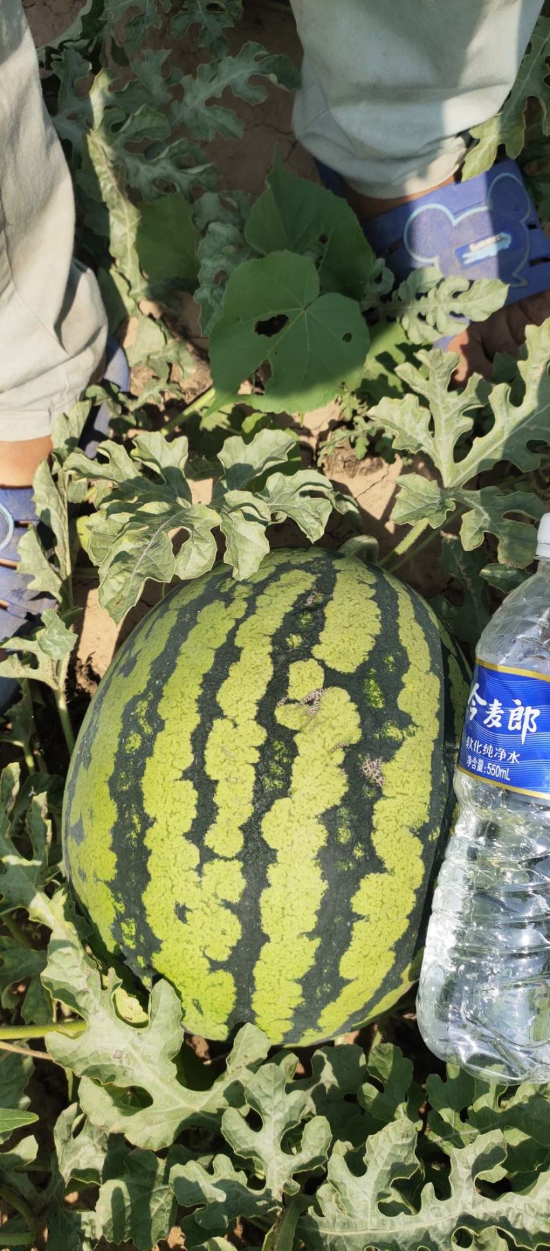 甜王大西瓜