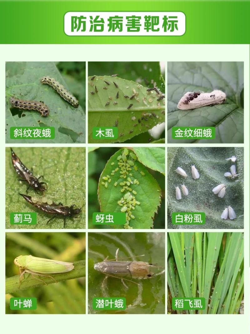 噻虫嗪30%蓟马白粉虱蚜虫幼卵杀虫剂花卉植物白粉虱