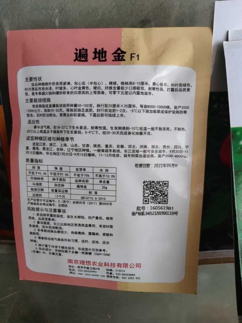 遍地金黄心乌，乌塌菜种子，该品种植株外形美观紧凑,包心实