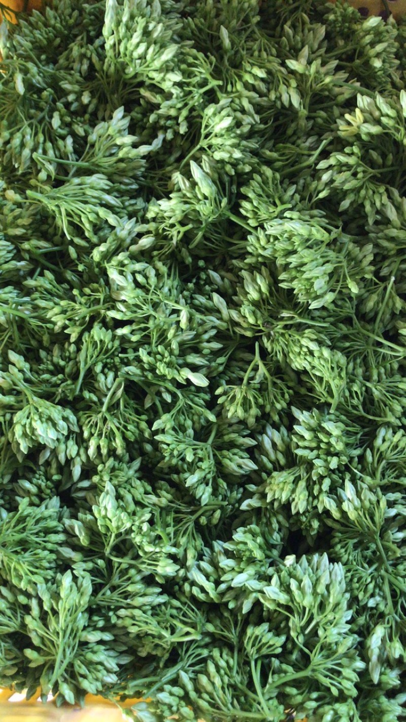 夜香花，产地直销