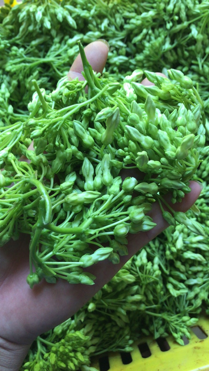 夜香花，产地直销