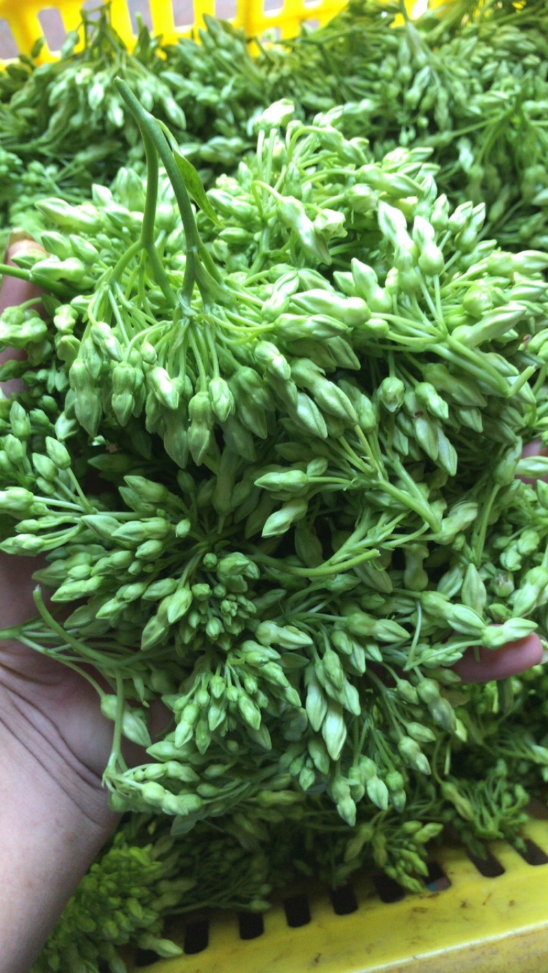 夜香花，产地直销