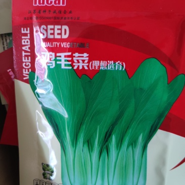 鸡毛菜种子鸡毛菜种子鸡毛菜种子.30克