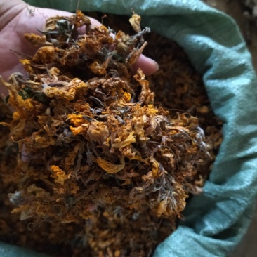 闹羊花老虎花羊踯躅花踯躅花惊羊花