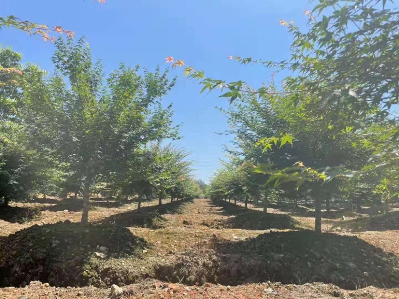 樱花树高杆早樱，这里有1000多棵早樱，地径规格大