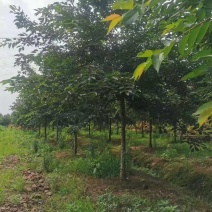 樱花树高杆早樱，这里有1000多棵早樱，地径规格大