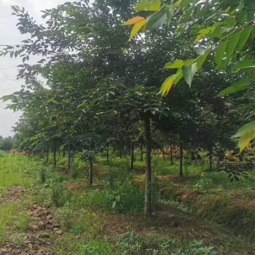 樱花树高杆早樱，这里有1000多棵早樱，地径规格大