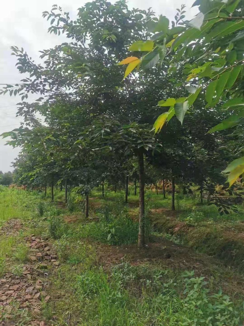 樱花树高杆早樱，这里有1000多棵早樱，地径规格大