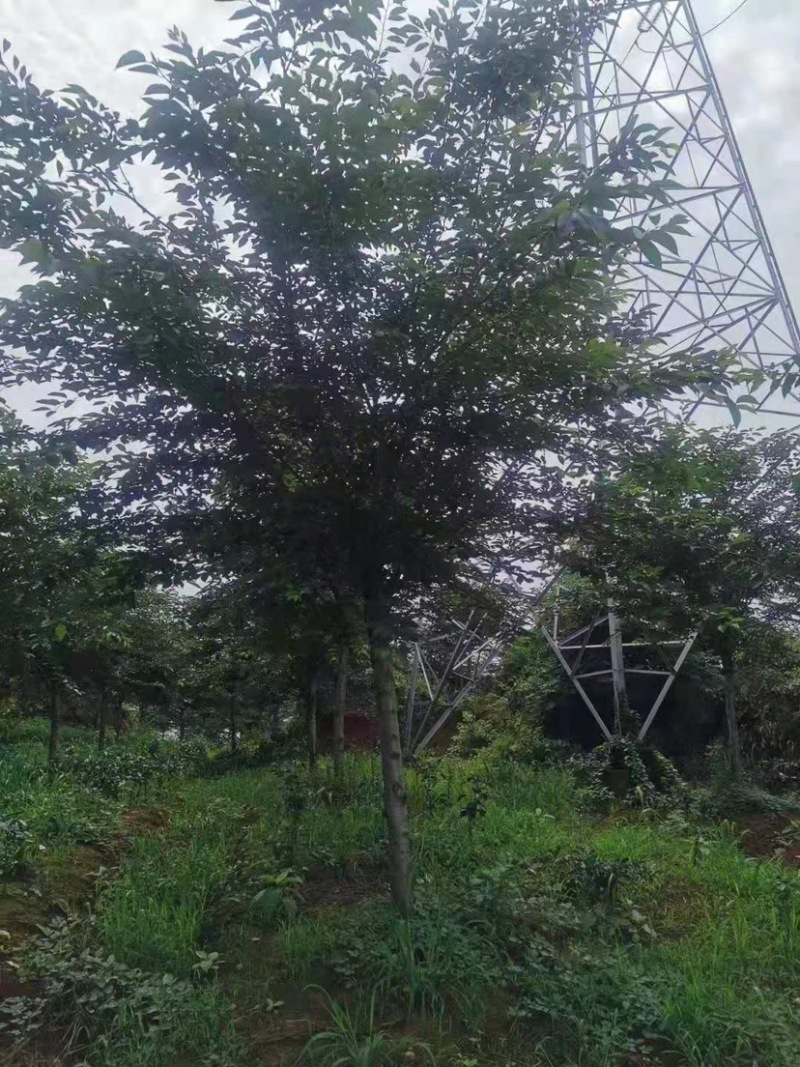 樱花树高杆早樱，这里有1000多棵早樱，地径规格大