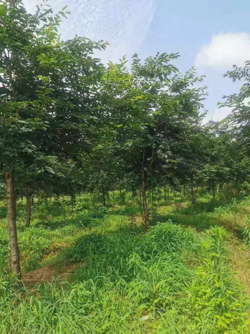 樱花树高杆早樱，这里有1000多棵早樱，地径规格大
