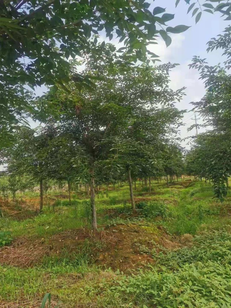 樱花树高杆早樱，这里有1000多棵早樱，地径规格大
