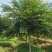 樱花树高杆早樱，这里有1000多棵早樱，地径规格大