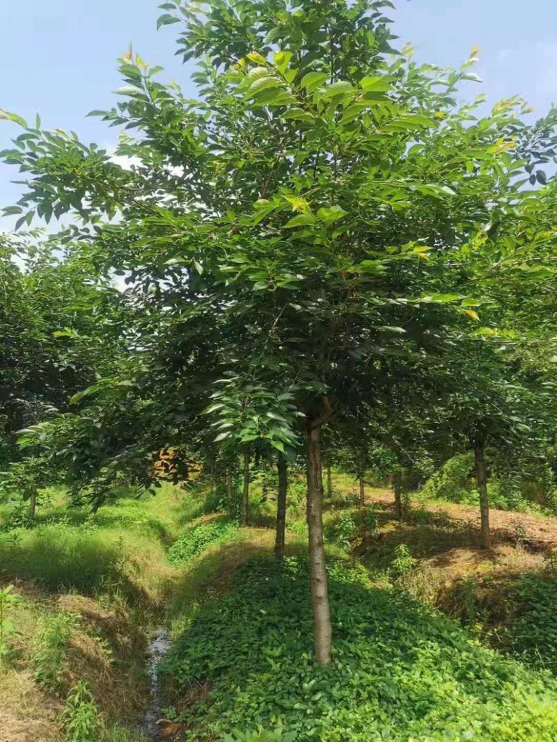 樱花树高杆早樱，这里有1000多棵早樱，地径规格大