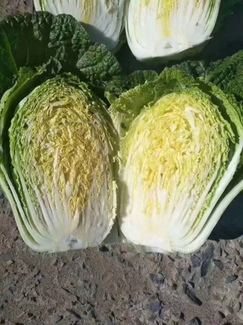 黄心白菜大白菜产地白一手货源，保质保量，欢迎咨询订购