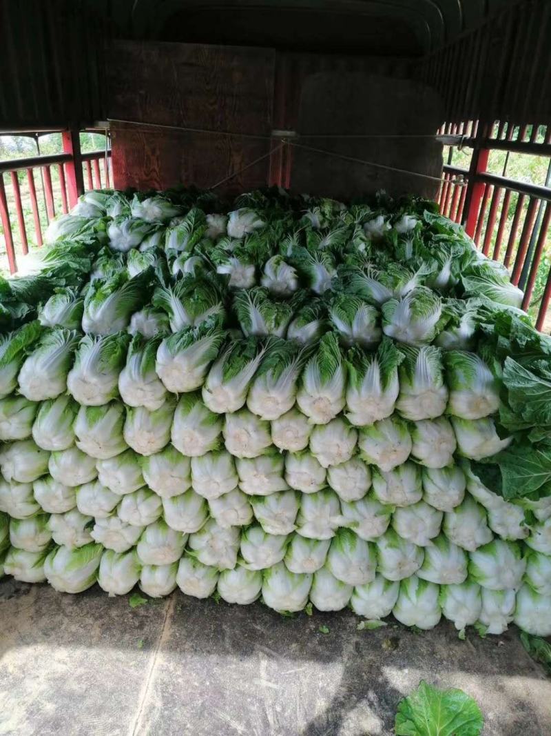 黄心白菜大白菜产地白一手货源，保质保量，欢迎咨询订购