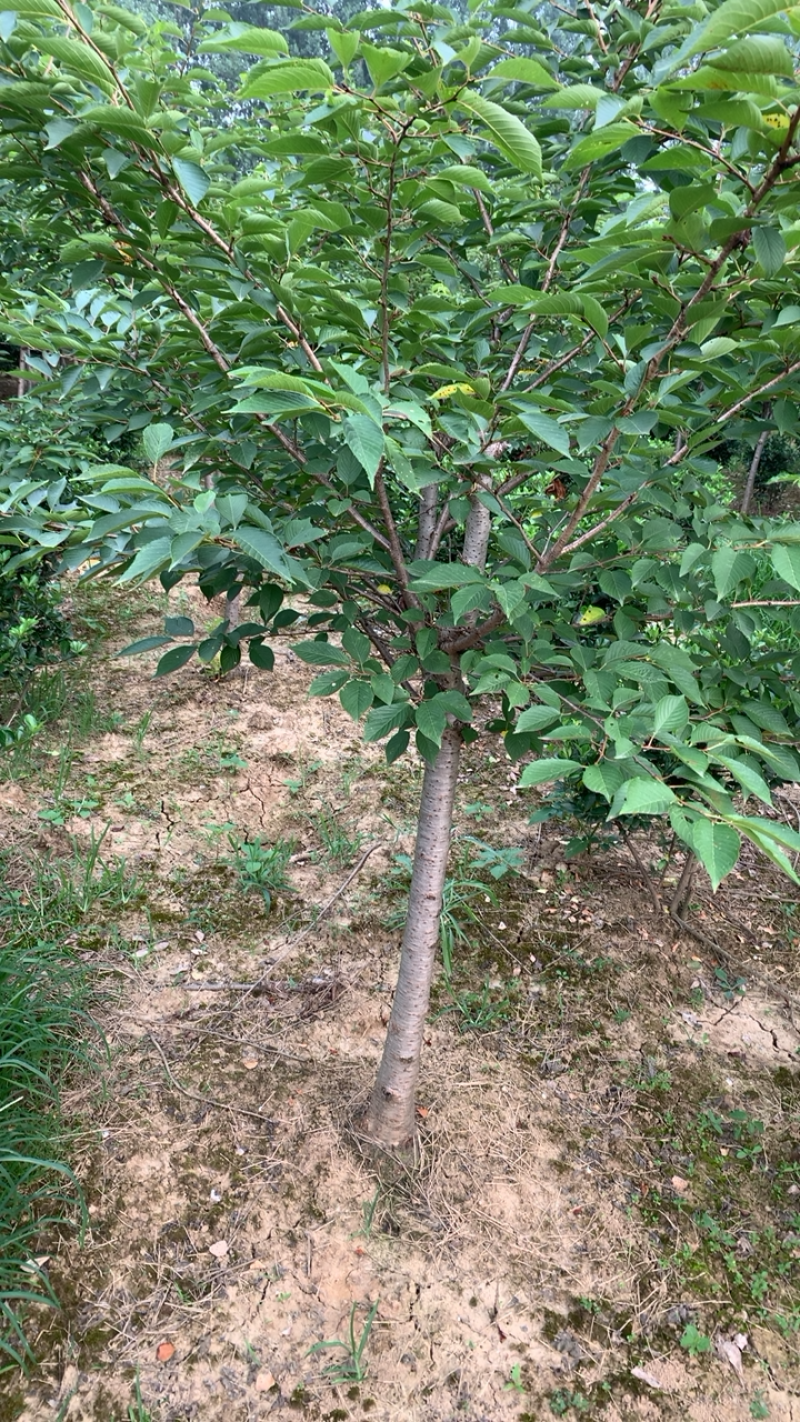 樱花树高杆早樱，这里有1000多棵早樱，地径规格大