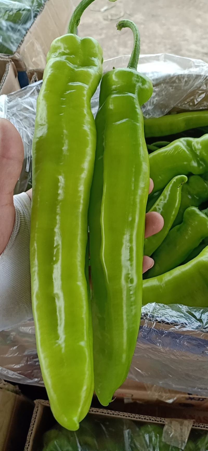 黄皮尖椒，量大质优，产地一手货源，满足一切包装运输需求