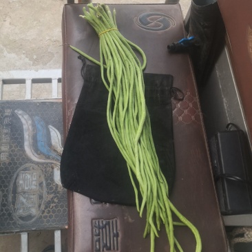长豆角，洛阳，15亩