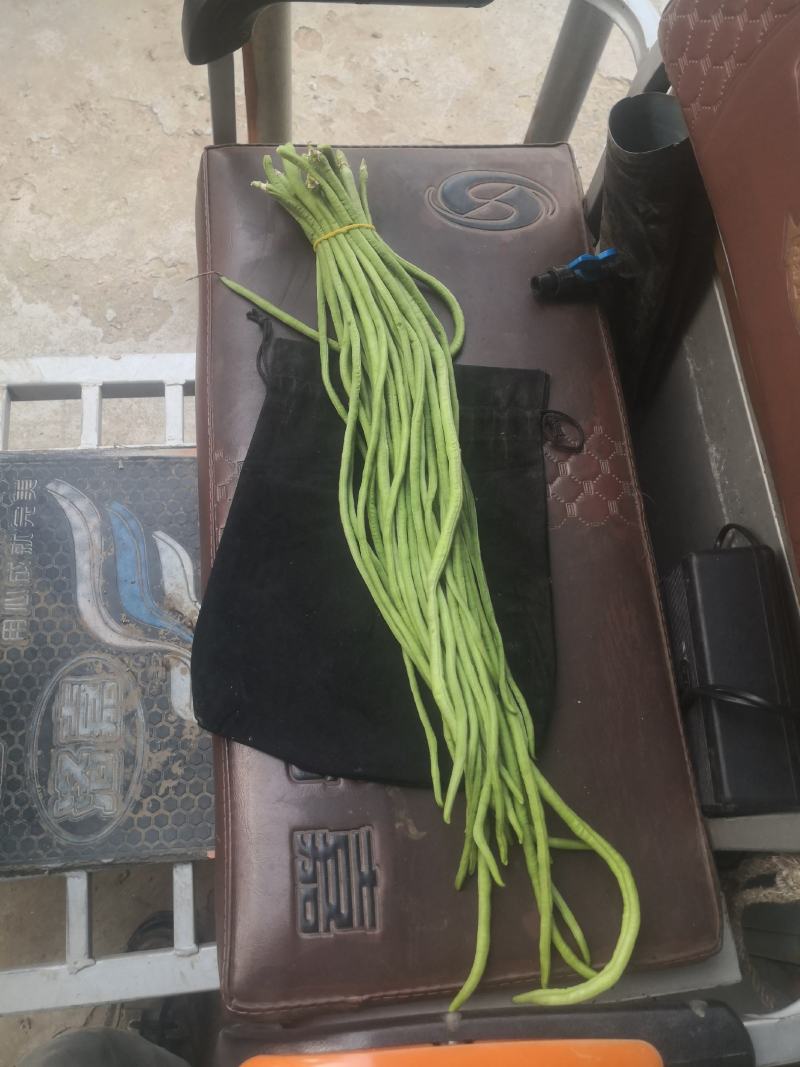 长豆角，洛阳，15亩