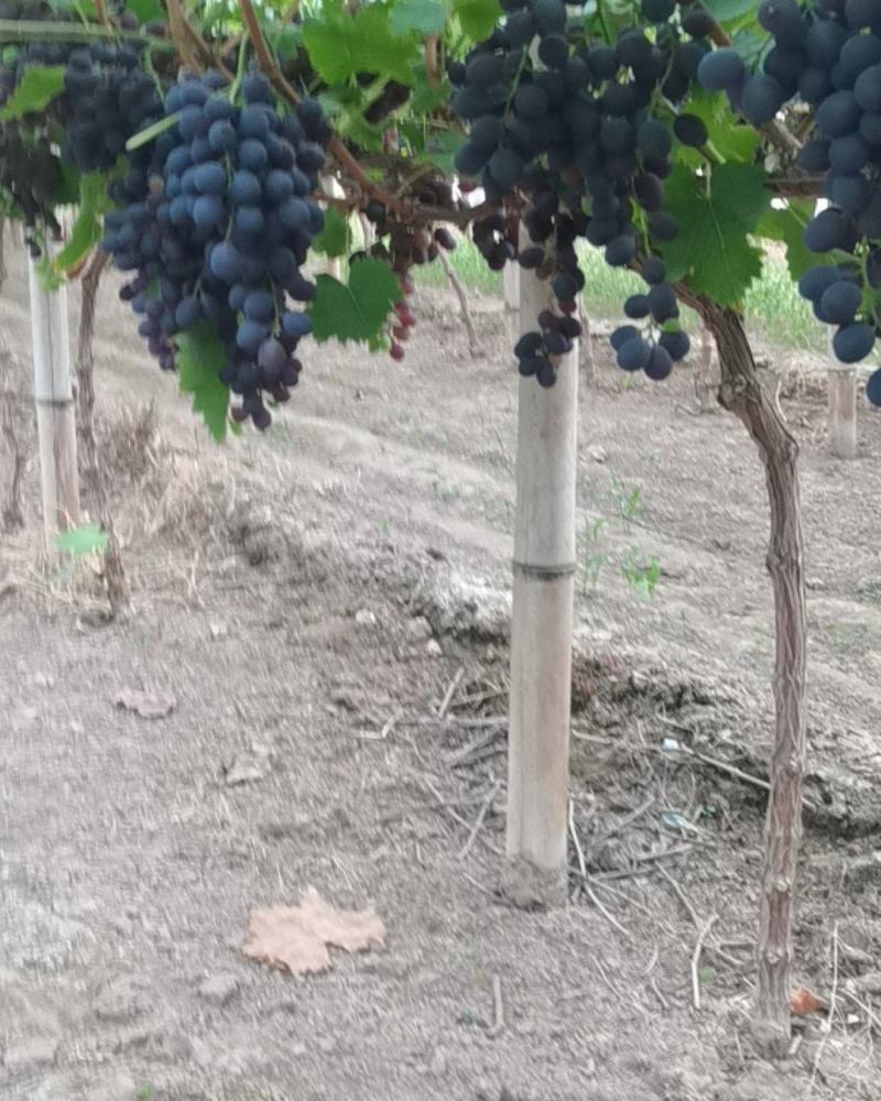 玫瑰香葡萄