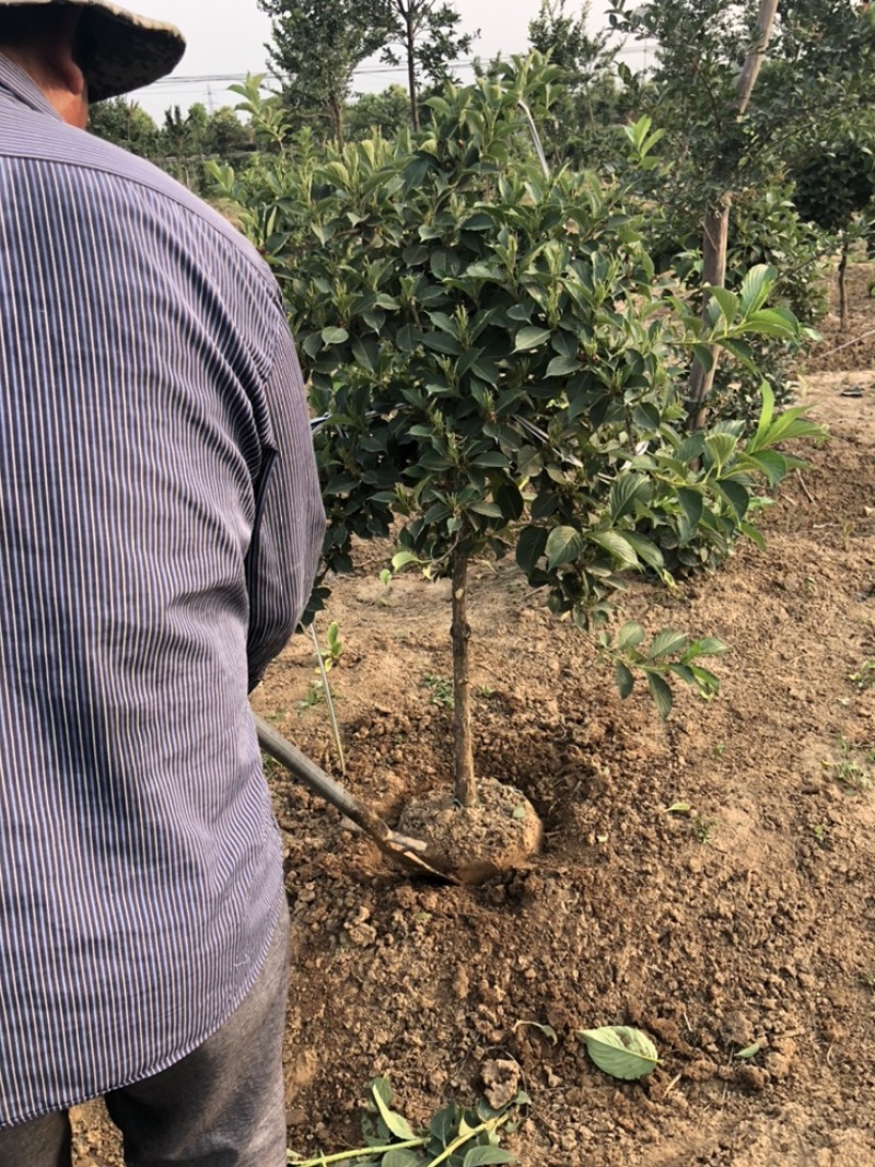 五彩锦带南北方种植绿化苗木庭院花园种植耐寒