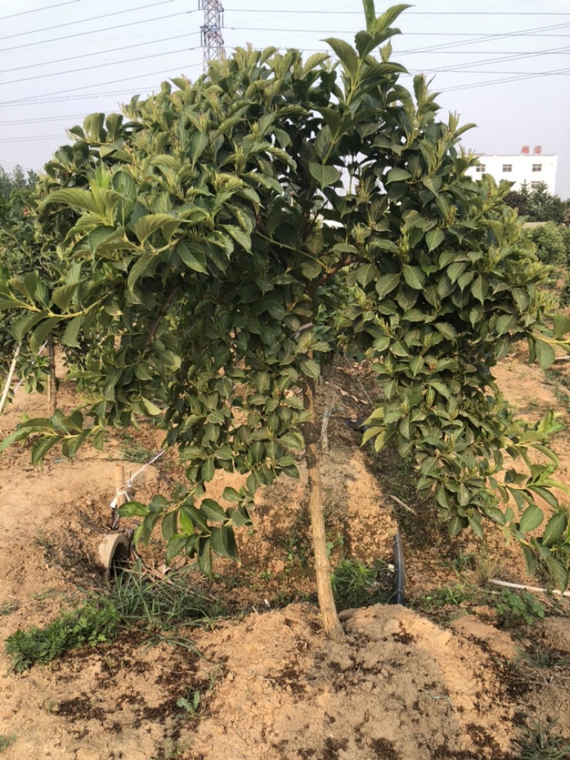 五彩锦带南北方种植绿化苗木庭院花园种植耐寒