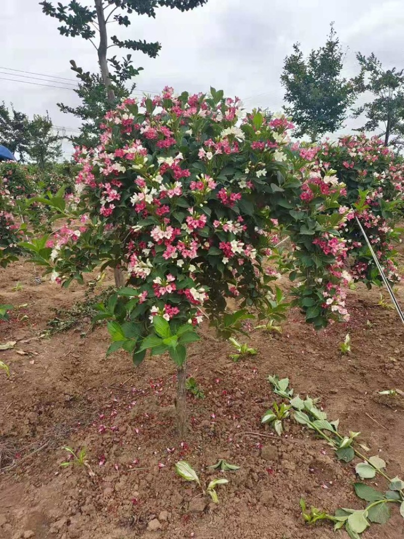 五彩锦带南北方种植绿化苗木庭院花园种植耐寒