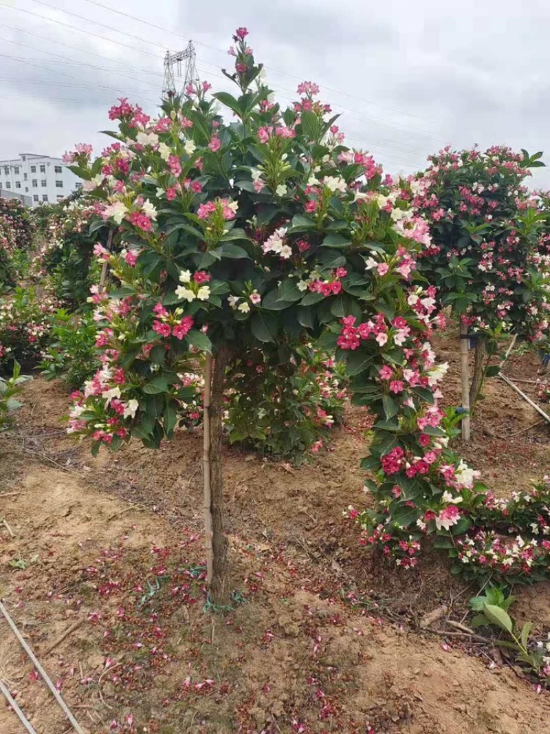 五彩锦带南北方种植绿化苗木庭院花园种植耐寒