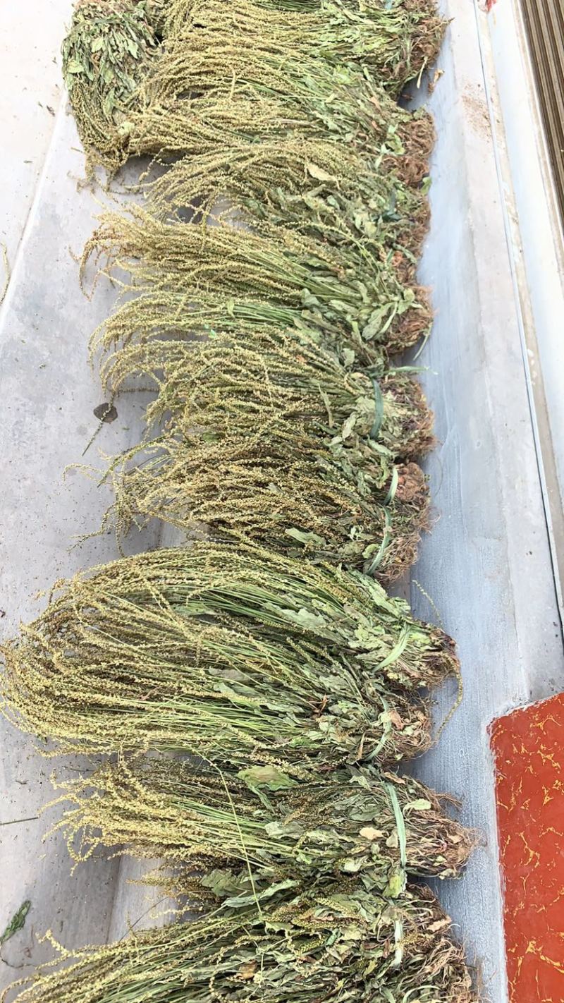 野生车前草车前菜茶药材干货干净全草整棵含量高无硫