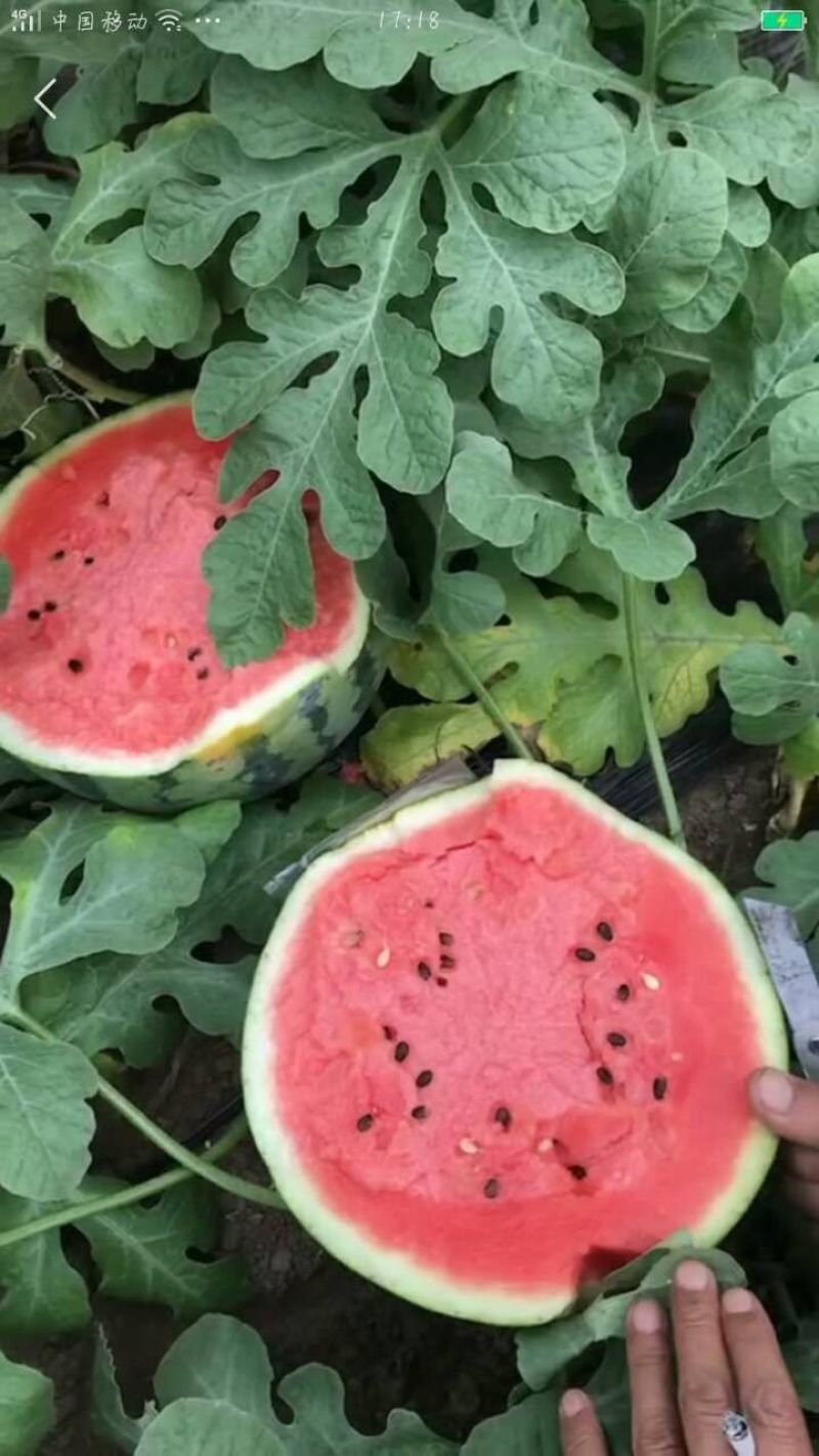 甜王西瓜