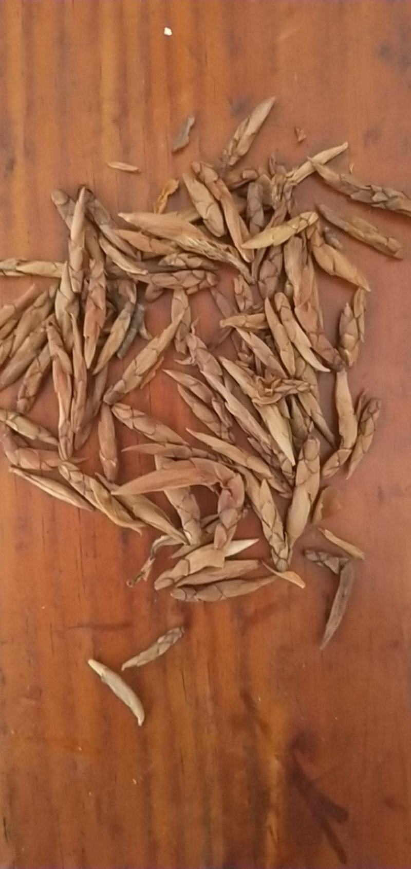 老鹰茶杯苗，地苗，基地直供批发。可提供优质种植技术服务