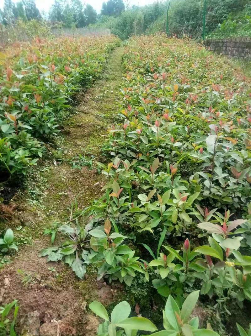 老鹰茶杯苗，地苗，基地直供批发。可提供优质种植技术服务