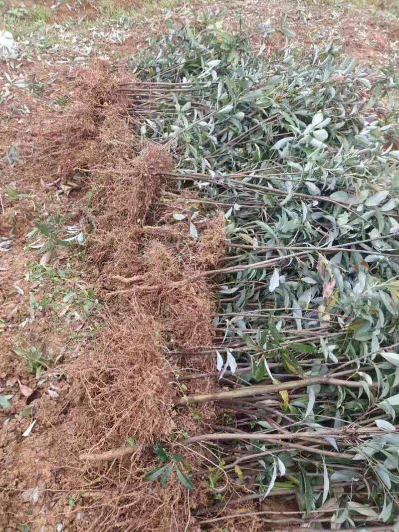 老鹰茶杯苗，地苗，基地直供批发。可提供优质种植技术服务