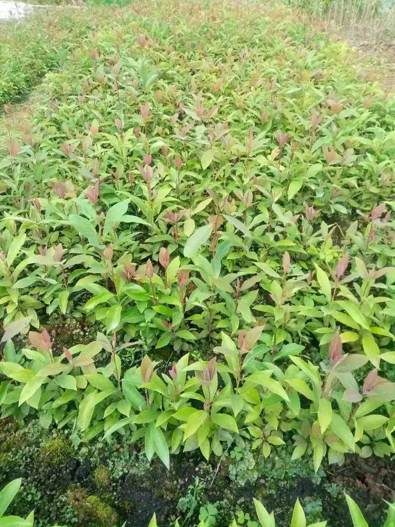 老鹰茶杯苗，地苗，基地直供批发。可提供优质种植技术服务