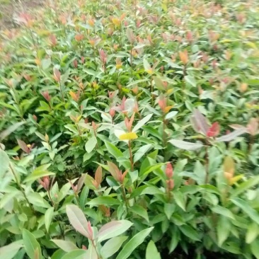 老鹰茶杯苗，地苗，基地直供批发。可提供优质种植技术服务
