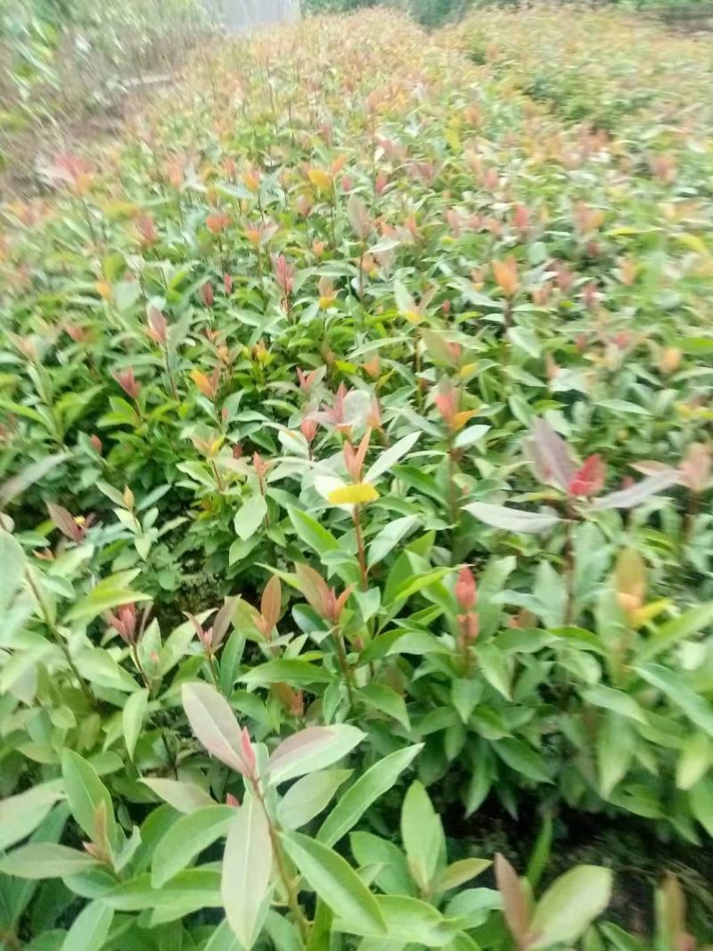 老鹰茶杯苗，地苗，基地直供批发。可提供优质种植技术服务