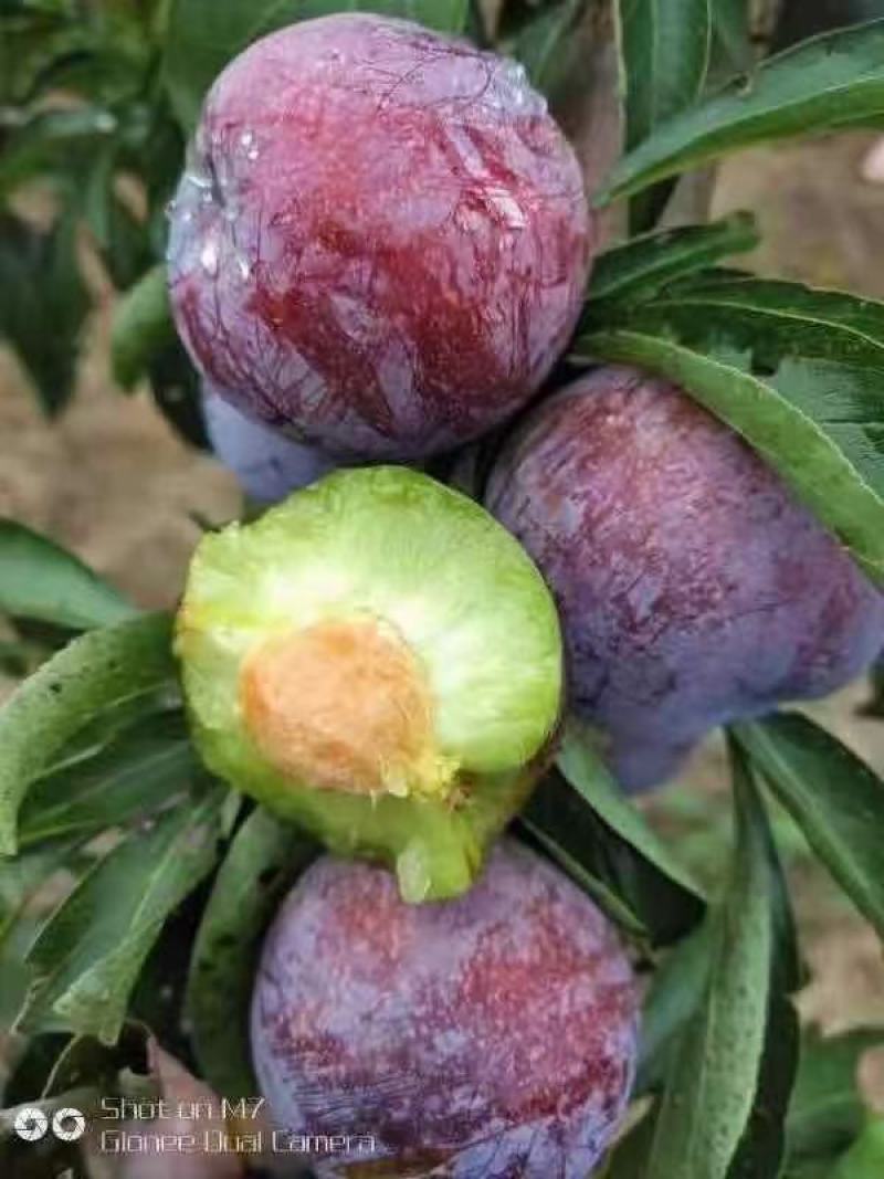 五月脆，脆红李，现在大量上市4/8钱