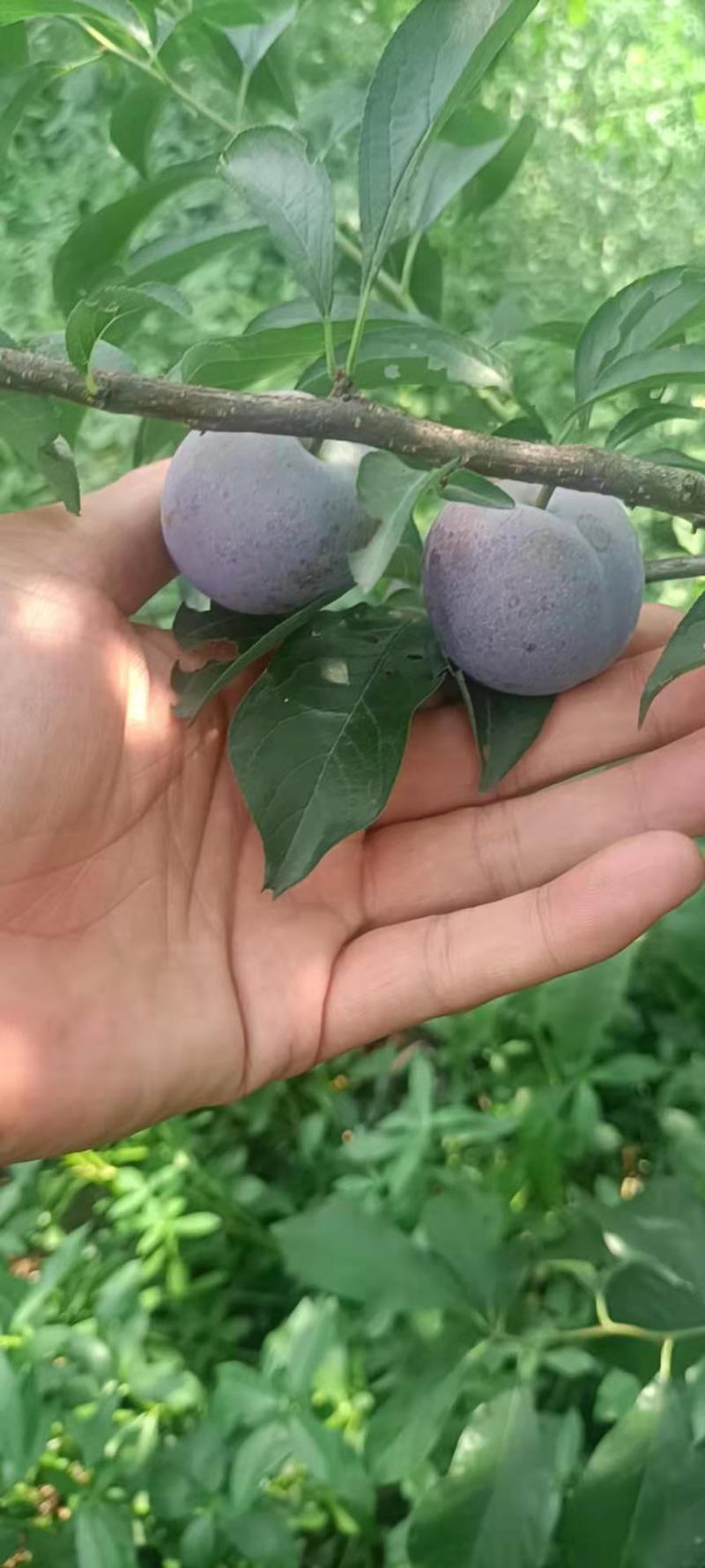 五月脆，脆红李，现在大量上市4/8钱