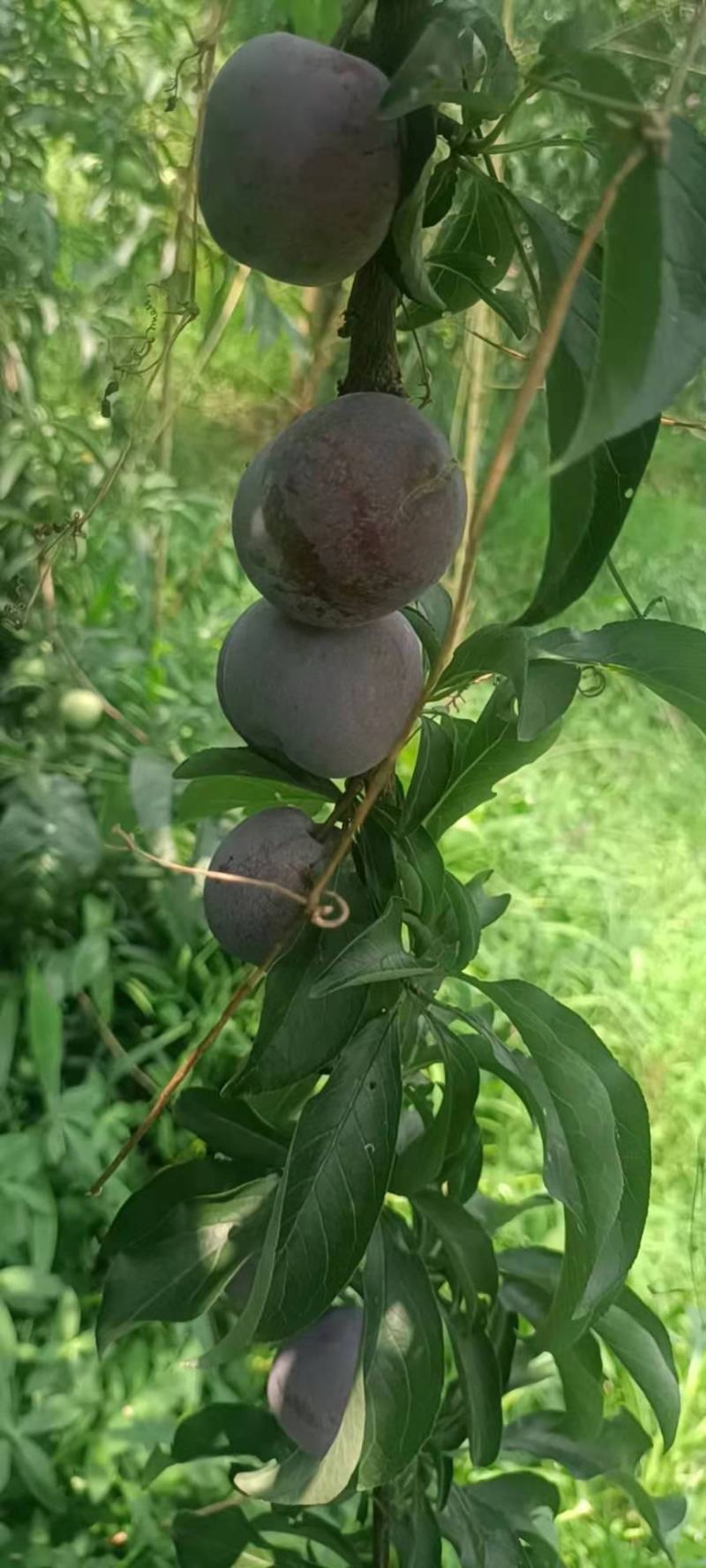 五月脆，脆红李，现在大量上市4/8钱